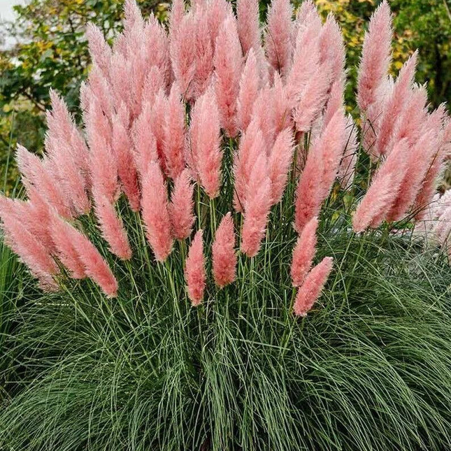 Pink pampas grass clump with feathery plumes