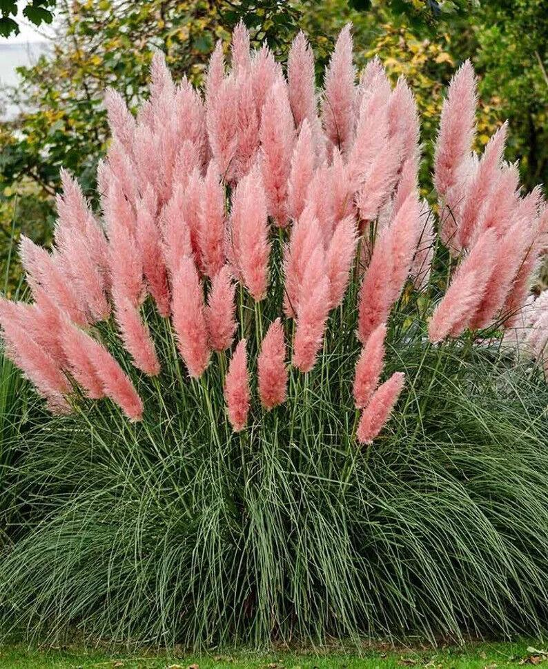 100 Rare Ornamental Pampas Grass seeds - Seed World