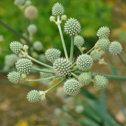 100 Rattlesnake Master - Eryngium Seeds - Seed World
