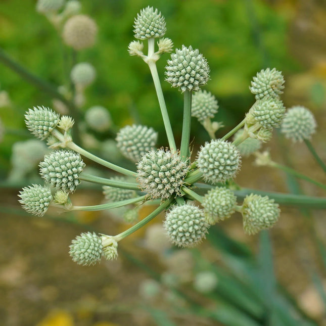 100 Rattlesnake Master - Eryngium Seeds - Seed World