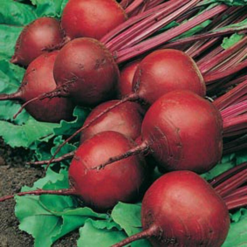 100 Red Ace Hybrid Beet Seeds - Seed World