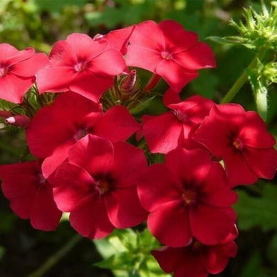 100  Red Annual Phlox Seeds - Seed World