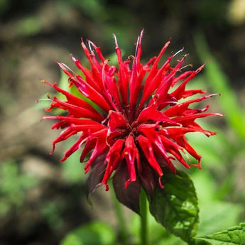 100 Red Bee Balm Seeds - Seed World