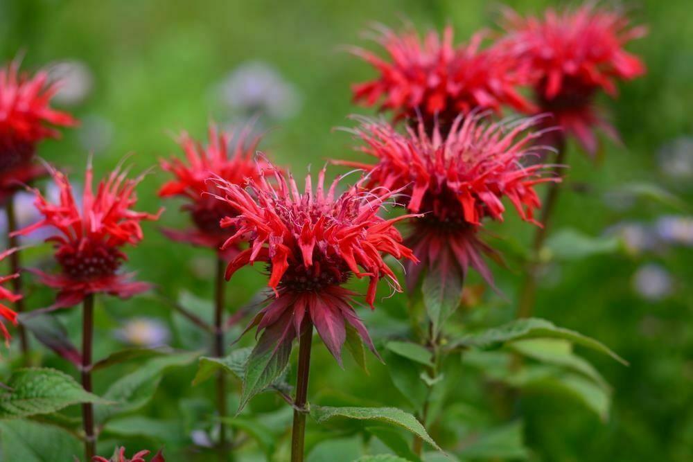100 Red Bee Balm Seeds - Seed World