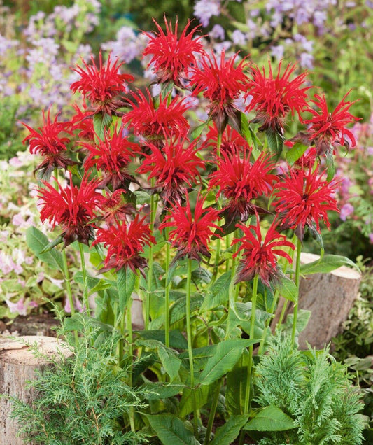 100 Red Bee Balm Seeds - Seed World