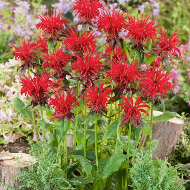 100 Red Bee Balm Seeds - Seed World