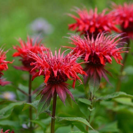 100 Red Bee Balm Seeds - Seed World