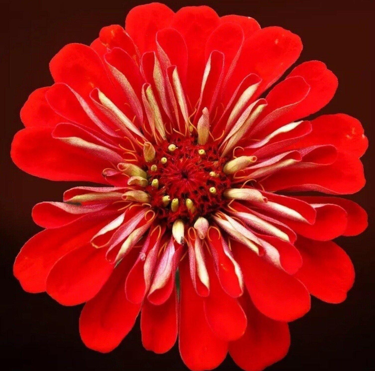 100 Red Cherry Zinnia Seeds - Seed World
