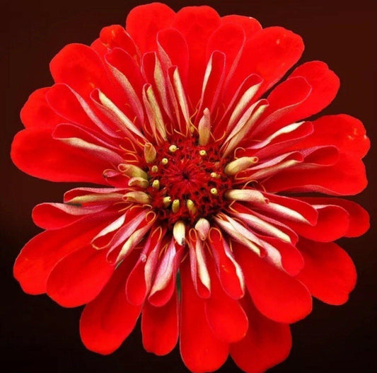 100 Red Cherry Zinnia Seeds - Seed World