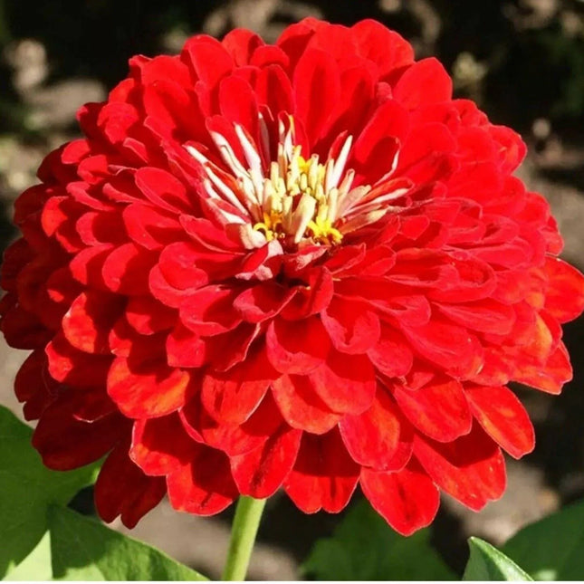 100 Red Cherry Zinnia Seeds - Seed World