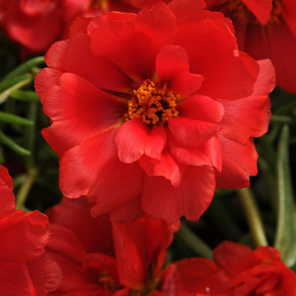 100 Red Moss Rose Seeds - Seed World