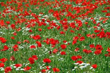100 Red Poppy Seeds - Seed World