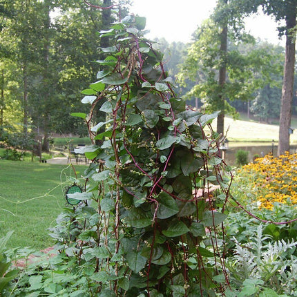 100 Red Stem Malabar Spinach Seeds - Seed World