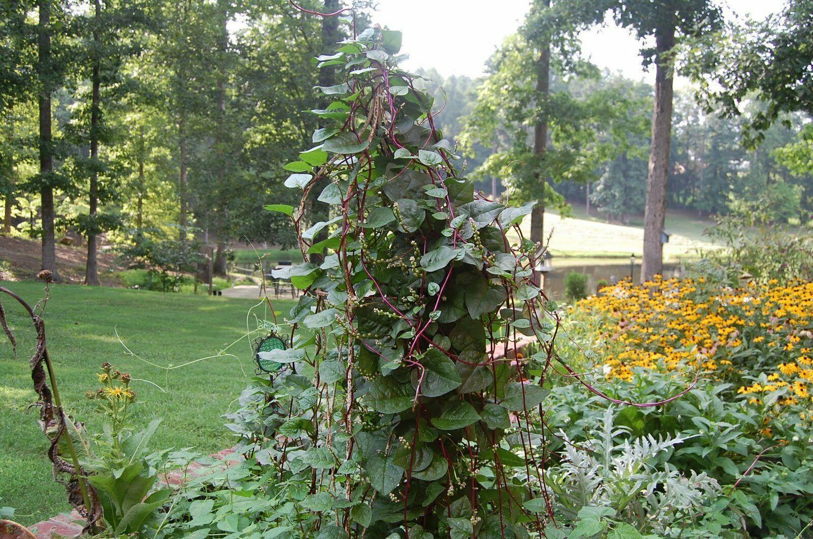 100 Red Stem Malabar Spinach Seeds - Seed World