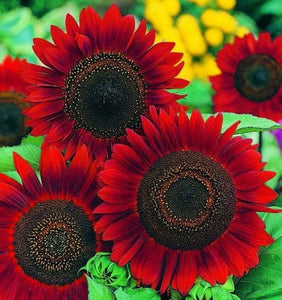 100 Red Sun Sunflower Seeds - Seed World