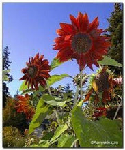 100 Red Sun Sunflower Seeds - Seed World