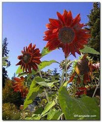 100 Red Sun Sunflower Seeds - Seed World
