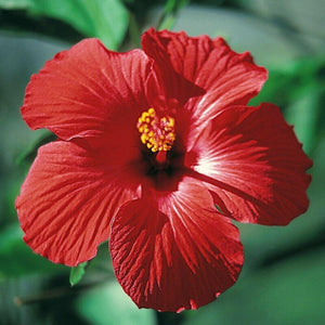 100 Red/Pink/White Hibiscus Seeds - Seed World