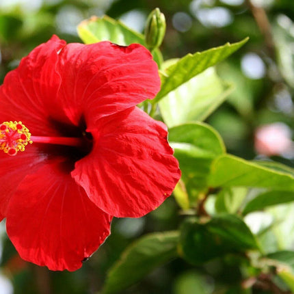 100 Red/Pink/White Hibiscus Seeds - Seed World