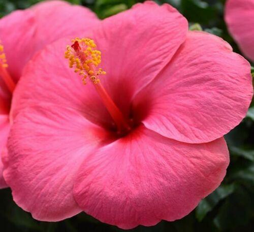 100 Red/Pink/White Hibiscus Seeds - Seed World