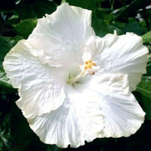 100 Red/Pink/White Hibiscus Seeds - Seed World