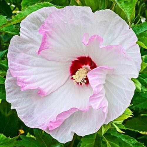100 Red/Pink/White Hibiscus Seeds - Seed World