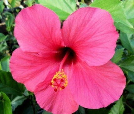 100 Red/Pink/White Hibiscus Seeds - Seed World