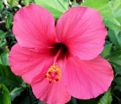 100 Red/Pink/White Hibiscus Seeds - Seed World