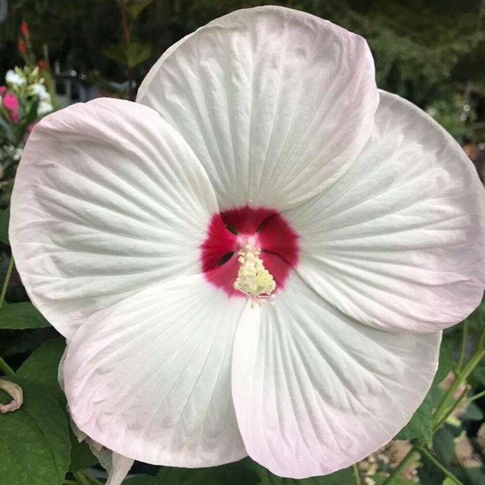100 Red/Pink/White Hibiscus Seeds - Seed World