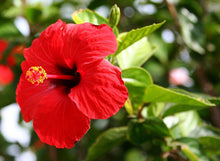 100 Red/Pink/White Hibiscus Seeds - Seed World