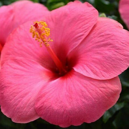 100 Red/Pink/White Hibiscus Seeds - Seed World