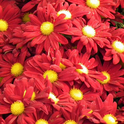 100 Robinsons Painted Daisy Seeds - Seed World