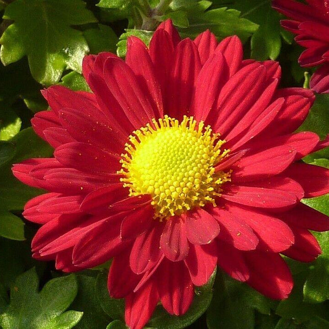 100 Robinsons Painted Daisy Seeds - Seed World