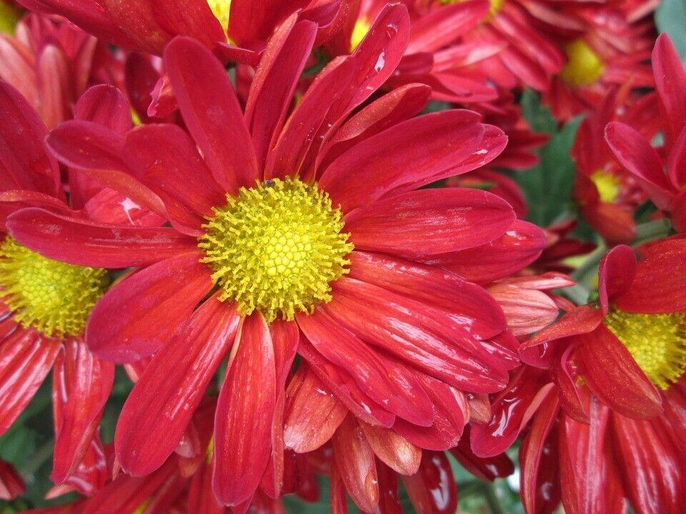 100 Robinsons Painted Daisy Seeds - Seed World