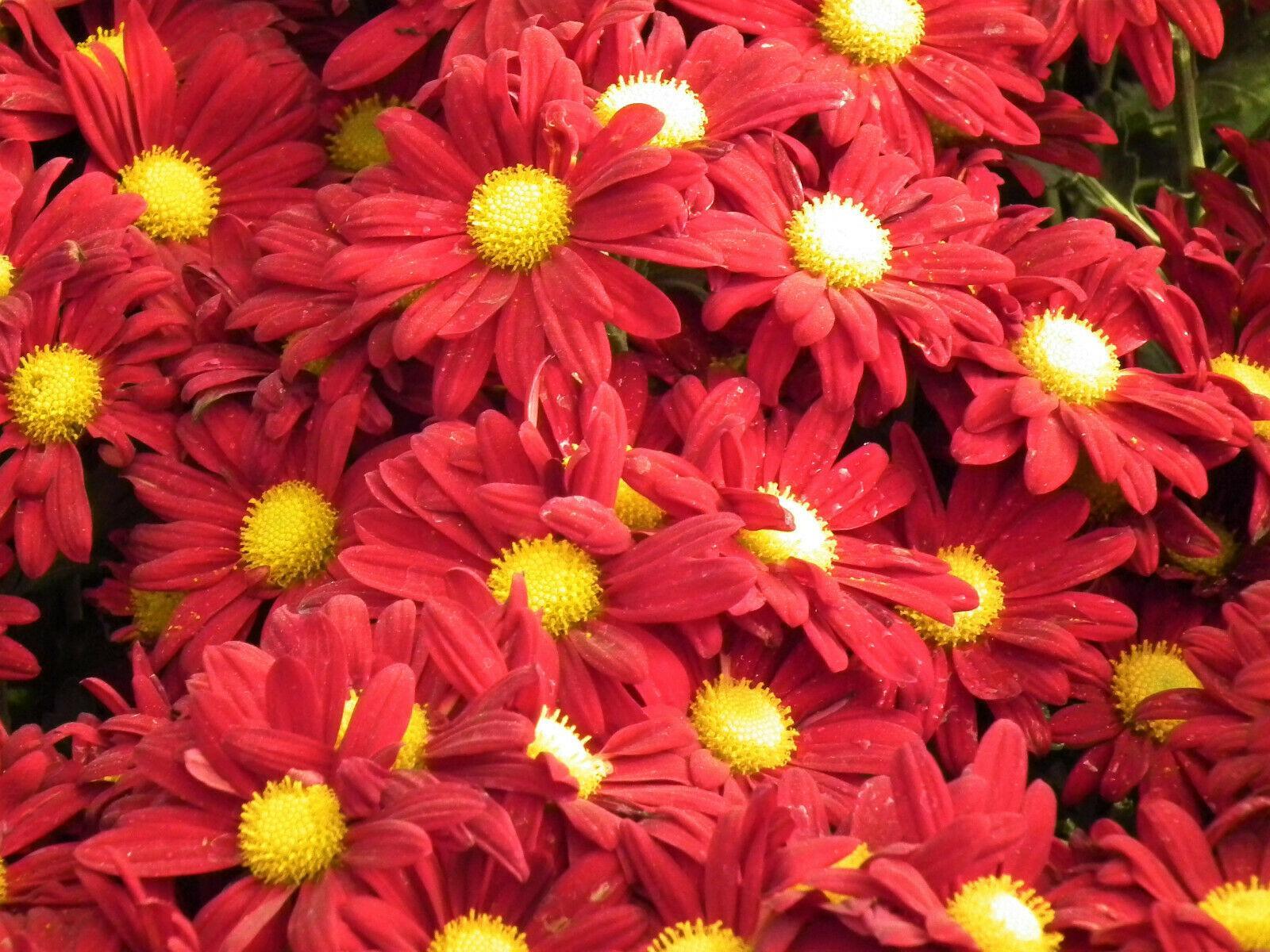 100 Robinsons Painted Daisy Seeds - Seed World