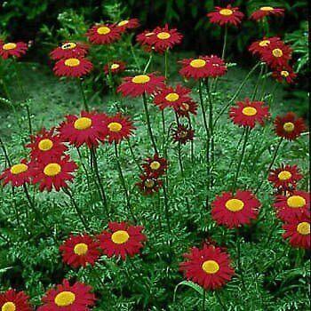 100 Robinsons Painted Daisy Seeds - Seed World