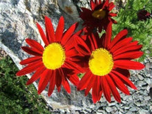 100 Robinsons Painted Daisy Seeds - Seed World