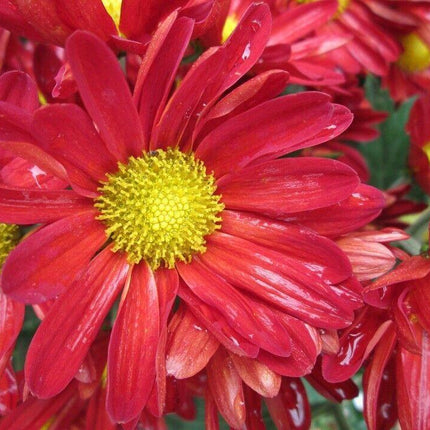 100 Robinsons Painted Daisy Seeds - Seed World