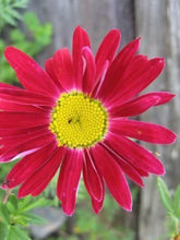 100 Robinsons Painted Daisy Seeds - Seed World