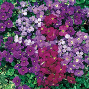 100 Rock Cress (Aubrieta) Royal Mix Seeds - Seed World