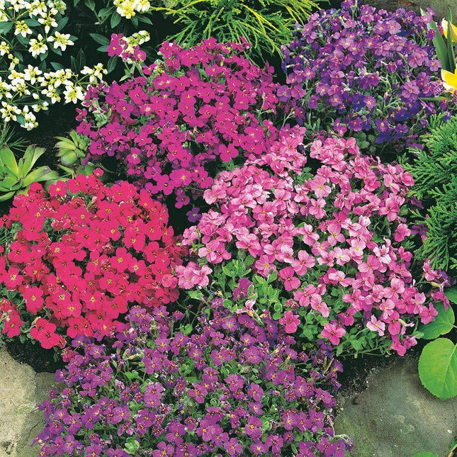 100 Rock Cress (Aubrieta) Royal Mix Seeds - Seed World