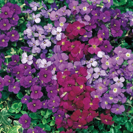 100 Rock Cress (Aubrieta) Royal Mix Seeds - Seed World