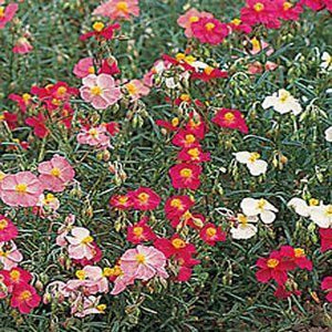 100 Rock Rose (Helianthemum Mutabile) Mix Seeds - Seed World