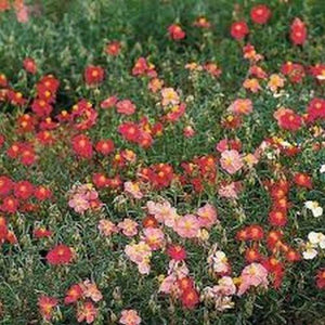 100 Rock Rose (Helianthemum Mutabile) Mix Seeds - Seed World