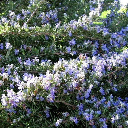 100 Rosemary Herb Seeds - Seed World