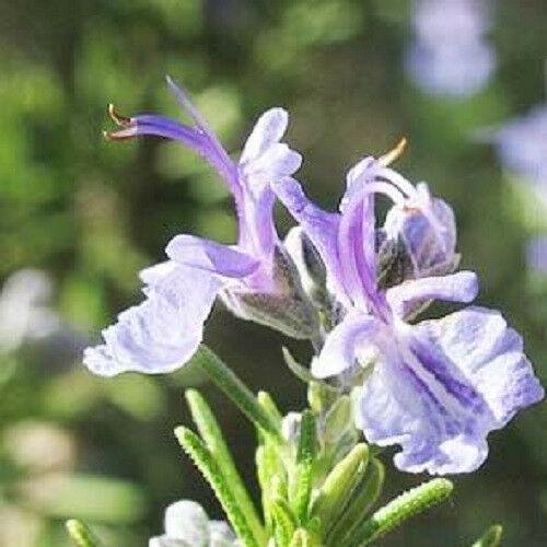 100 Rosemary Herb Seeds - Seed World
