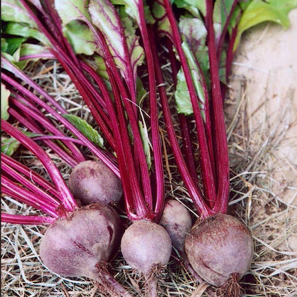 100 Ruby Queen Beets Seeds - Seed World