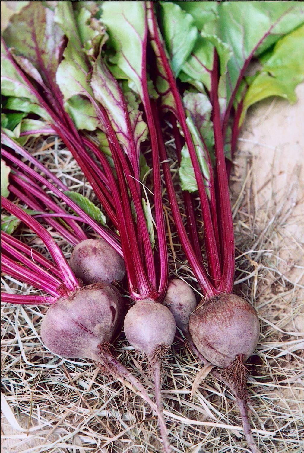 100 Ruby Queen Beets Seeds - Seed World
