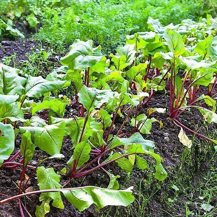 100 Ruby Queen Beets Seeds - Seed World