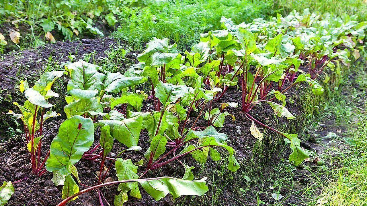 100 Ruby Queen Beets Seeds - Seed World